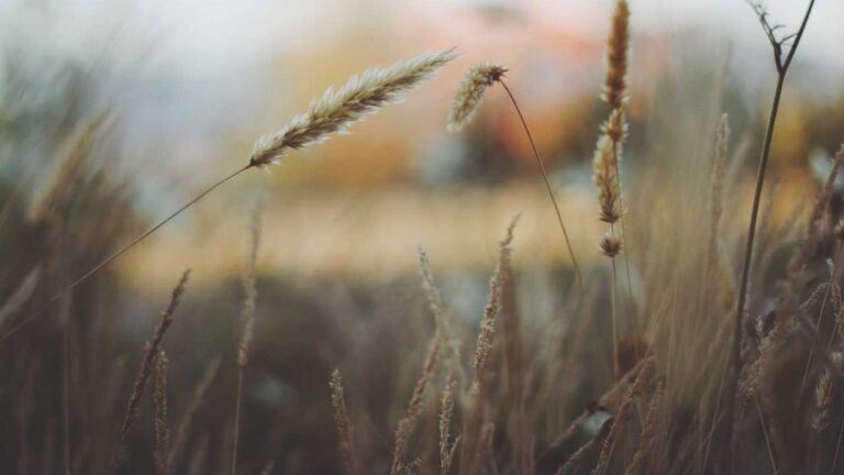 What Is The Difference Between Dragon And Tiger Games On Cricbet99?